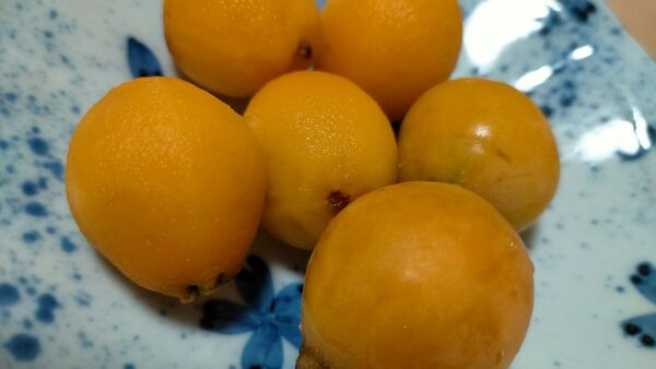 ビワの種100個