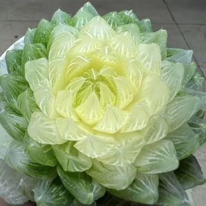 多肉植物 ハオルチア 姫桜錦 白化 糊斑