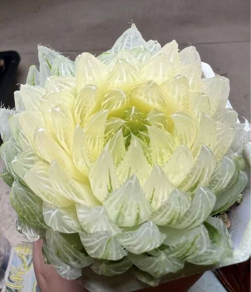 多肉植物 ハオルチア 桜水晶オブツーサ錦 糊斑