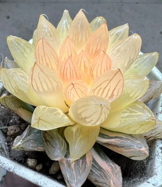 多肉植物 ハオルチア 臙脂オブツーサ錦 鮮明錦 糊斑