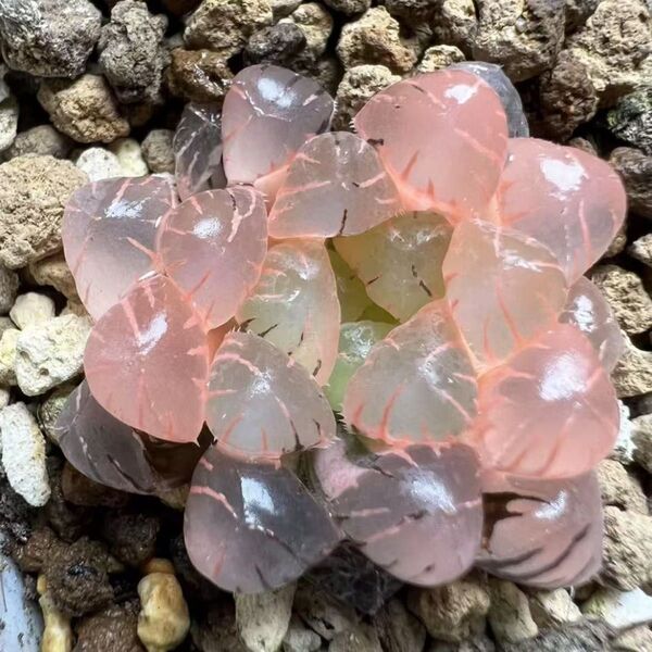 多肉植物 ハオルチア OB-1オブツーサ錦 鮮明錦
