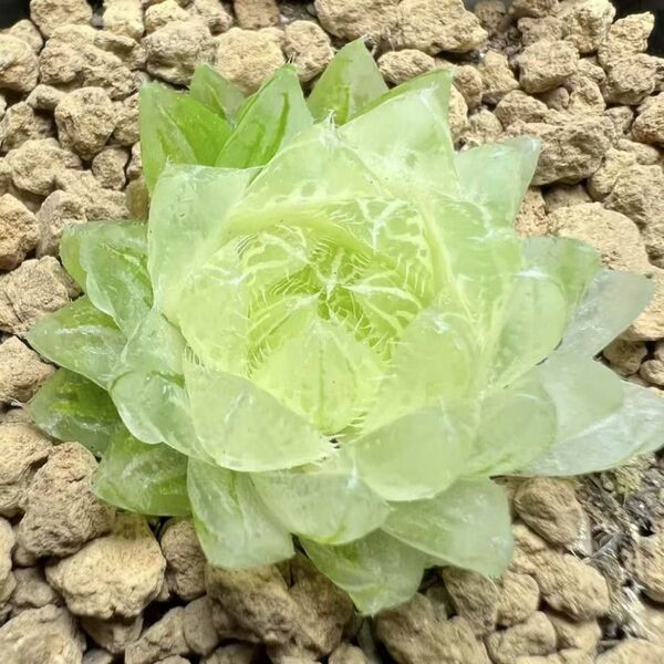 多肉植物 ハオルチア 桜水晶錦変異 白化