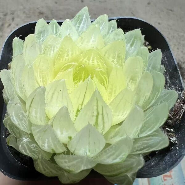 多肉植物 ハオルチア 桜水晶オブツーサ錦 糊斑 大株