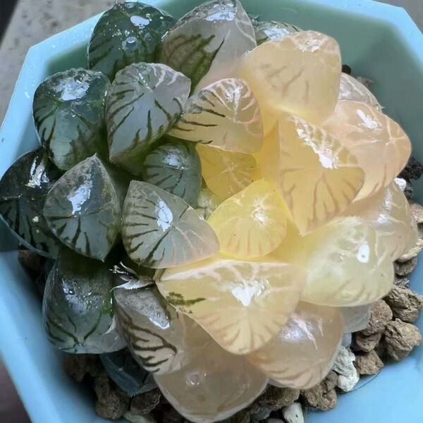多肉植物 ハオルチア ダルマオブツーサ錦 陰陽錦