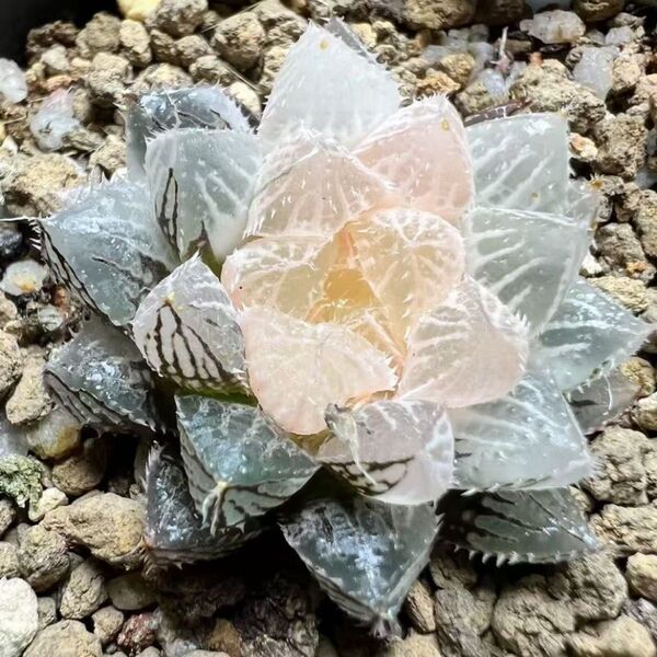多肉植物 ハオルチア 楼蘭錦 白錦 糊斑 巨大化 自家繁殖