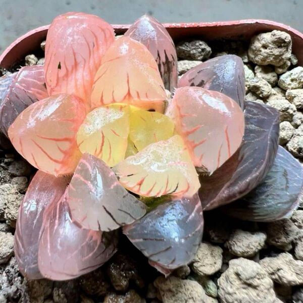 多肉植物 ハオルチア ショッキング紫オブツーサ錦 鮮明錦 糊斑