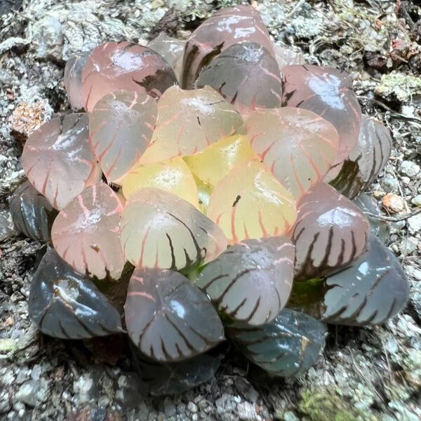 多肉植物 ハオルチア OB-1オブツーサ錦 鮮明錦