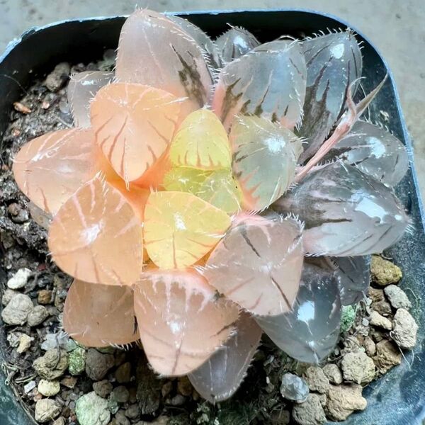 多肉植物 ハオルチア 赤線オブツーサ錦 鮮明錦 美品