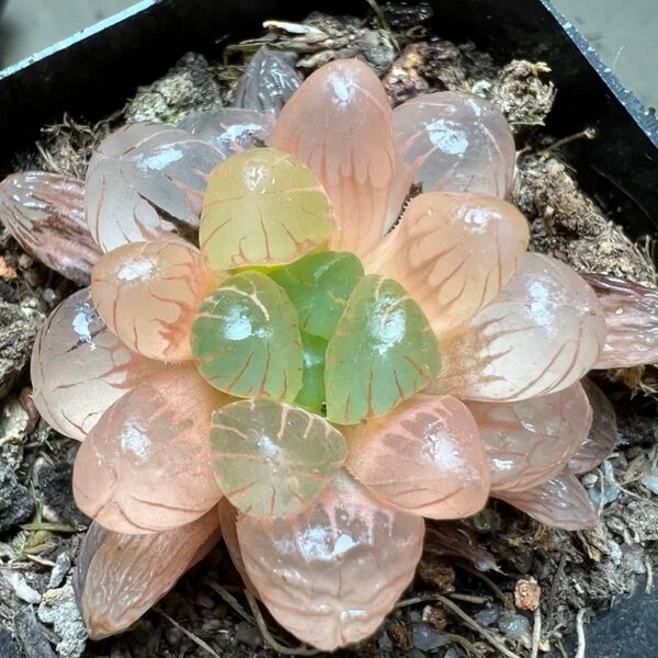 ハオルチア 多肉植物 赤丹オブツーサ錦 鮮明錦 糊斑