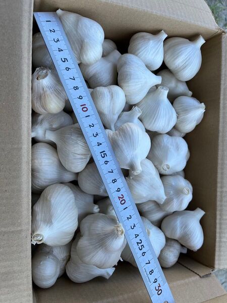 令和7年産 福地ホワイト六片 5kg サイズS