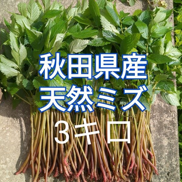 秋田県産 天然 ミズ