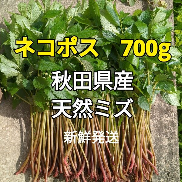 秋田県産 天然 ミズ