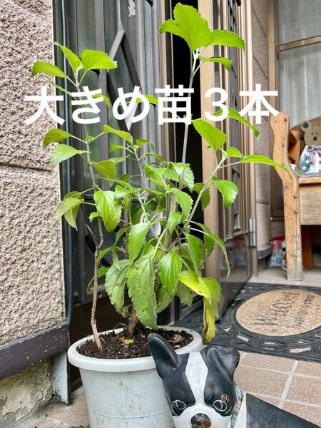 育てやすい!香りが良い(°▽°)宿根ブルーサルビア・ハーブ・大きめ苗2本+補償1本=3本・半耐寒性多年草・直ぐに花が咲きます♪