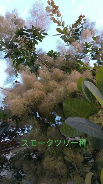 スモークツリー 種 20粒