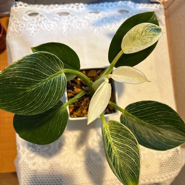 フィロデンドロン バーキン 鉢植え 観葉植物