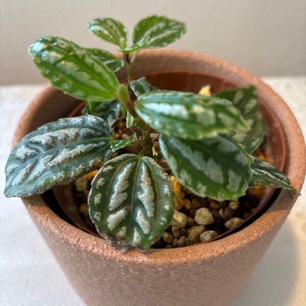 ピレア 苗 観葉植物