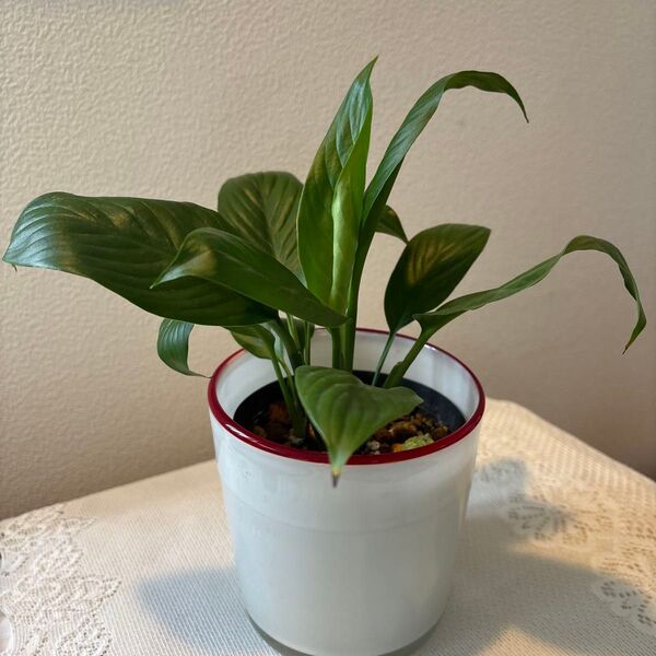 スパティフィラム 苗 観葉植物