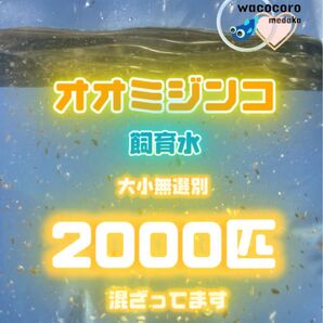オオミジンコ★飼育水2000匹混ざってしまってます☆偽物多い注意です!