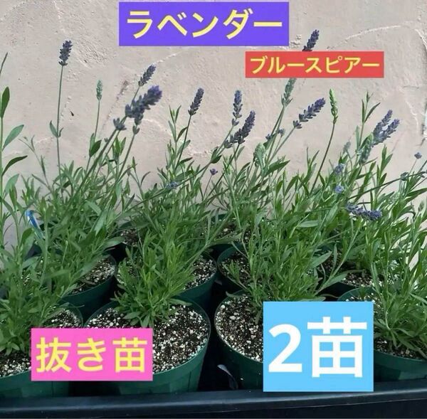 ラベンダー ブルースピアー イングリッシュ系ラベンダー 2苗