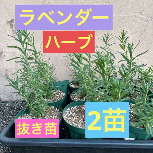 ラベンダー ハーブ 抜き苗 2苗