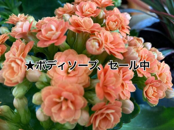 ★ボディソープ、セール中様ご予約 ハンドメイドスマホポーチ