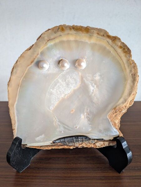 希少 特大 白蝶貝 半形真珠 天然真珠 標本 ルース 加工前 見本 本物 マベパール 飾り物 アクセサリートレイ 昭和レトロ