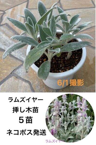 ラムズイヤー 挿し木苗 5苗★多年草 ハーブ★ドライフラワー 寄せ植え グランドカバー★ネコポス発送♪