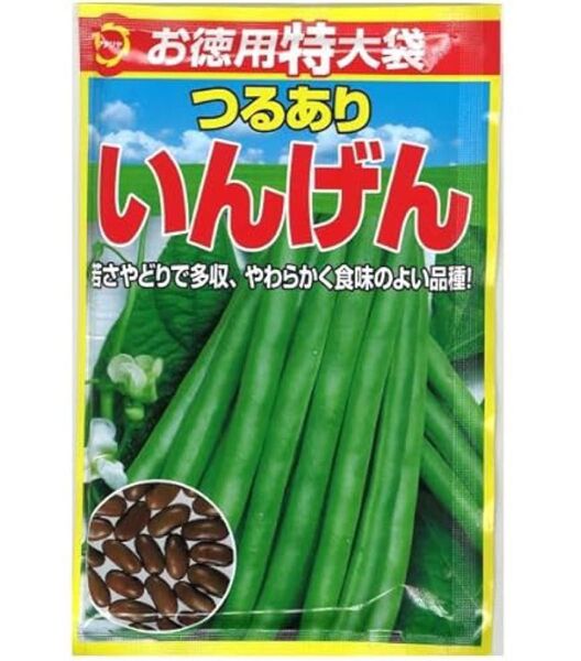 お徳用特大袋 つるありいんげん 種 即納◎ 送料無料