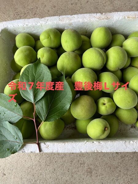 愛知県令和7年度産 Lサイズ豊後梅(約2、5kg)