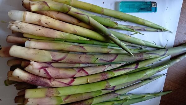 新潟県産 根曲がり竹 1.2kg 天然 姫竹