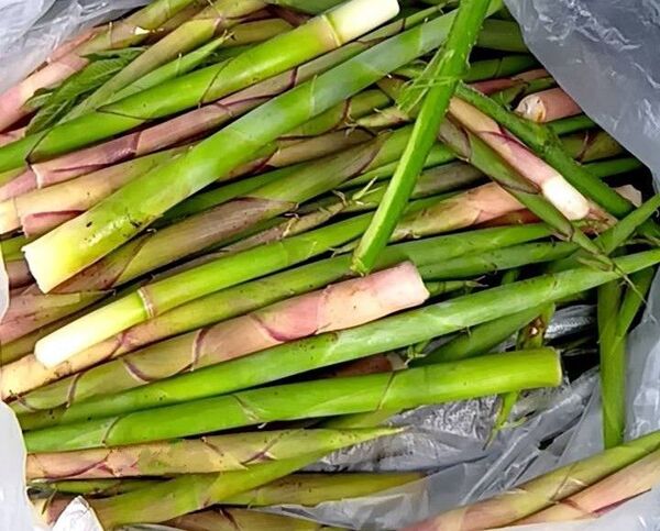 新潟県産根曲がり竹の子 1.2kg 天然 姫竹