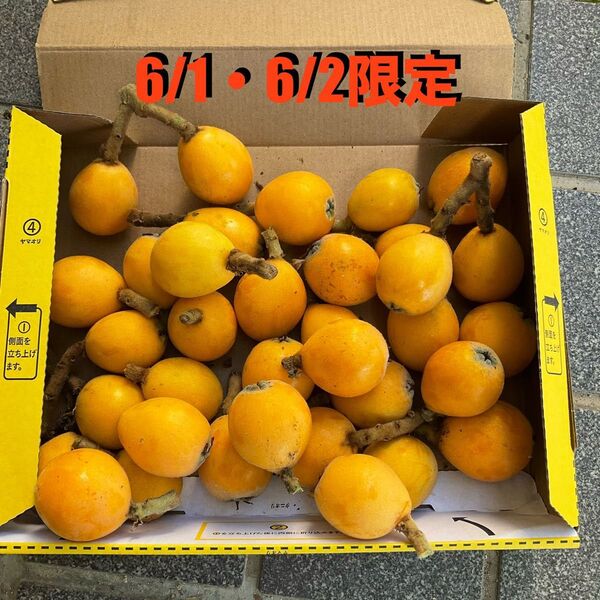 びわ 枇杷 ビワフルーツ 即購入ok 採れたて
