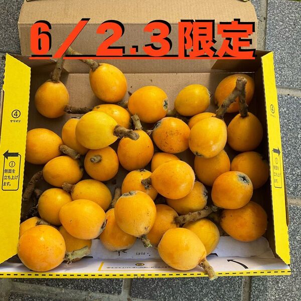 採れたてびわ 枇杷 ビワフルーツ 即購入ok