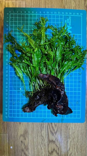 ミクロソリウムWOOD 付き流木(水草)そのまま発送