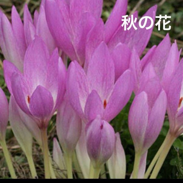 秋の花 コルチカム 球根 大3個