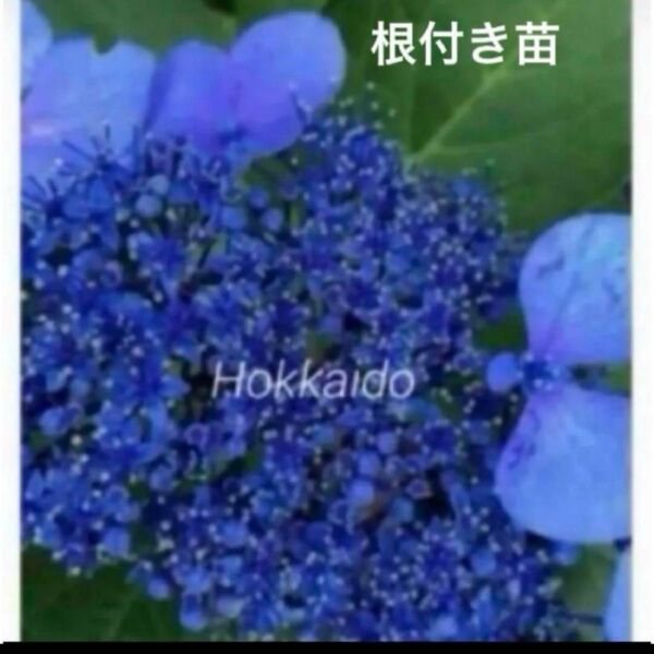 紫陽花 ガクアジサイ 青 根付き苗 抜き苗