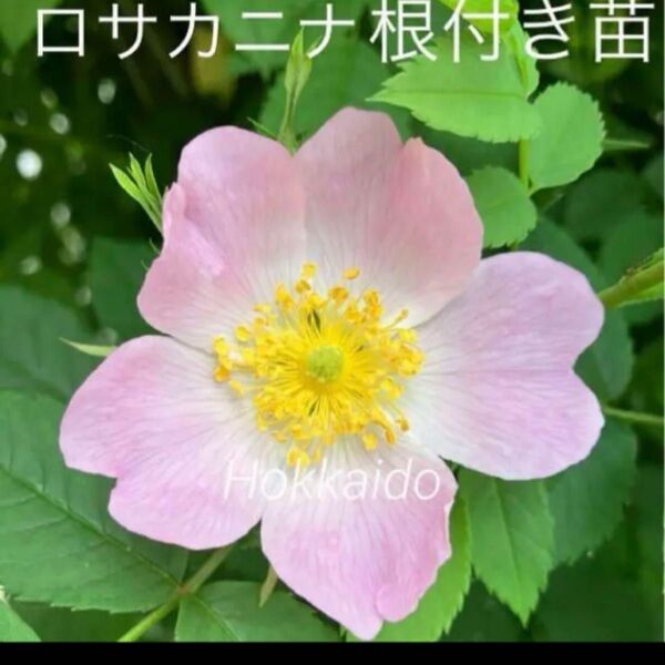 ロサカニナ 挿し木苗 抜き苗 ローズヒップ