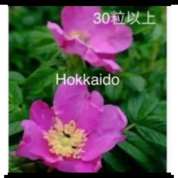 夏の花 北海道 ハマナス 花 苗 種 30粒以上