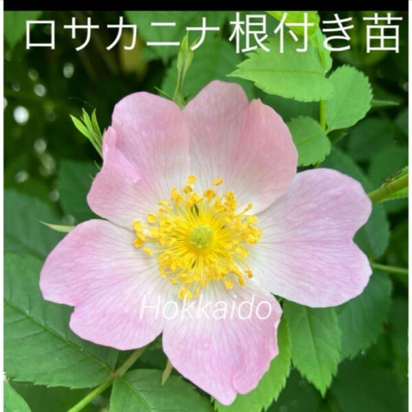 ロサカニナ 挿し木苗 抜き苗 ローズヒップ