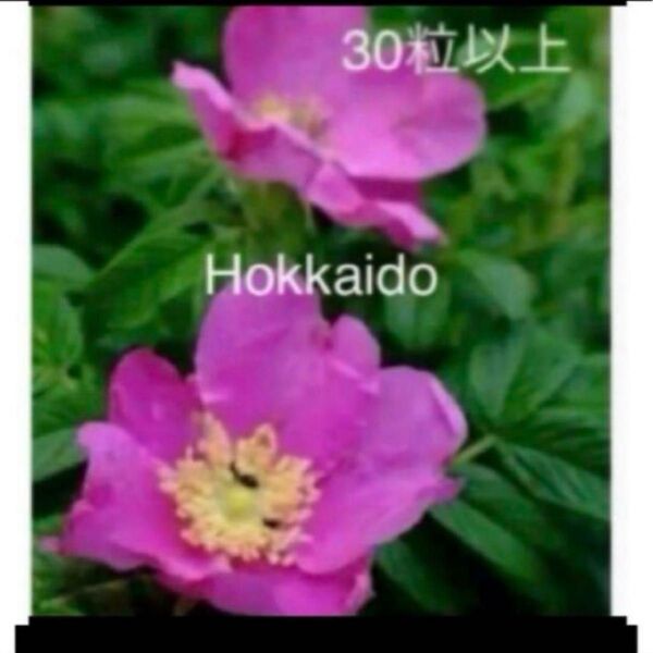 夏の花 北海道 ハマナス 花 苗 種 30粒以上