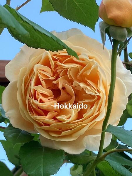 花芽有り!イングリッシュローズ アプリコット色 薔薇 四季咲き つるバラ 苗
