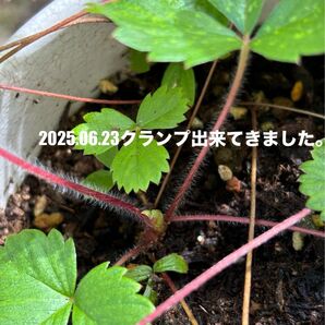 ワイルドストロベリー苗(3株セット)