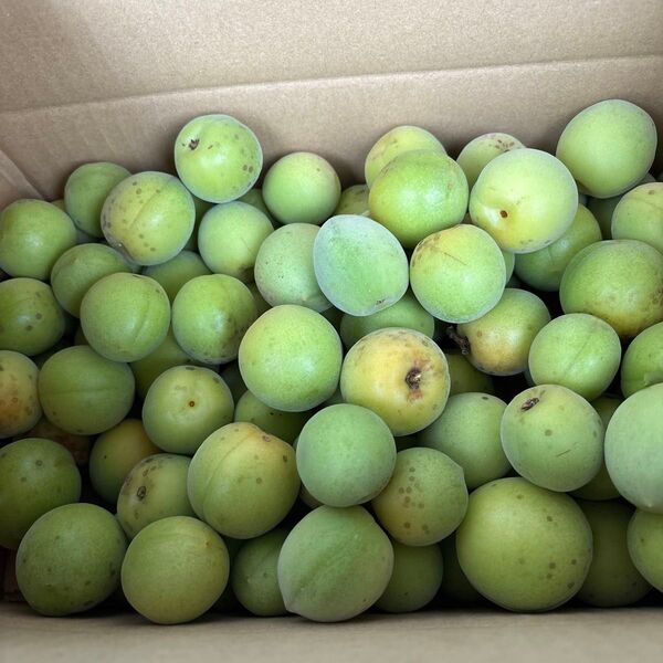京都府産 青梅 2kg