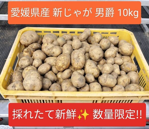 愛媛県産 じゃがいも 男爵 10kg 限定出品 農薬栽培期間中不使用