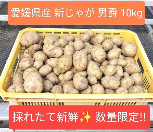 愛媛県産 じゃがいも 男爵 10kg 1箱限定出品 農薬栽培期間中不使用