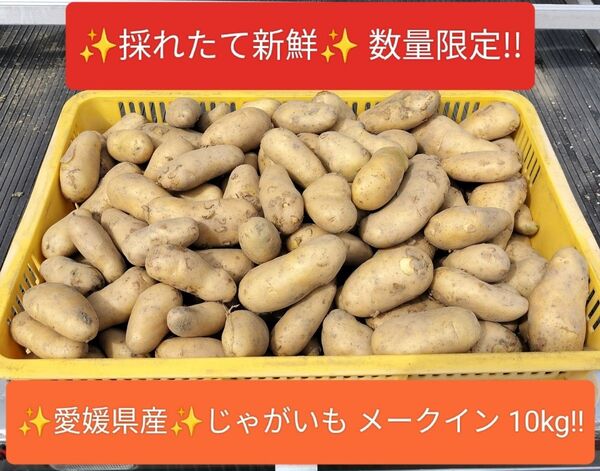 愛媛県産 じゃがいも メークイン 10kg ラスト限定 農薬栽培期間中不使用