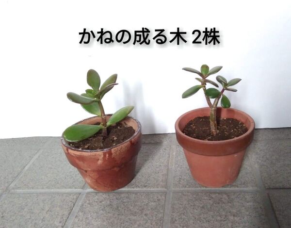 金のなる木2株