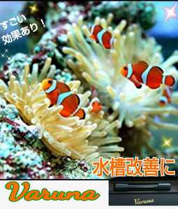 カクレクマノミの飼育者絶賛！【ヴァルナ8センチ】病原菌や感染症など有害物質を強力抑制！透明度抜群に！水槽に入れるだけで水替え不要に