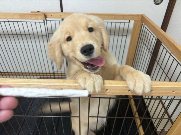リッチェル ペットケージ 犬サークル ワイドサイズ ハウス 小型犬 大型犬 用品