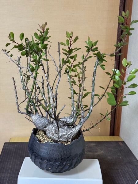 フォークイエリア ファシクラータ 発根済み Fouquieria fasciculata